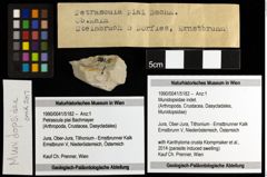 Foto (Objekt + Etiketten) von Munidopsidae indet. 